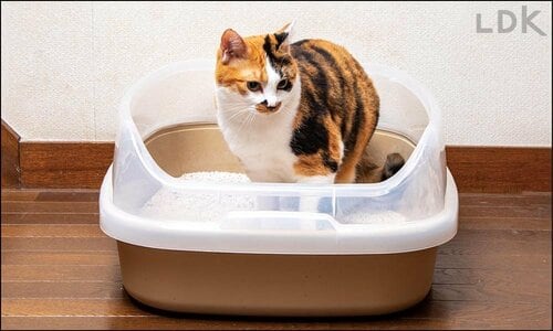 幅、奥行きも十分 大型の猫トイレおすすめ イメージ