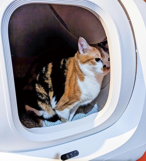 システムトイレと自動トイレ、どちらがいい? 猫用トイレおすすめ イメージ
