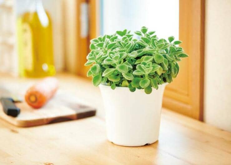 料理やお風呂にも使える！ 部屋が彩るアロマティカスを『MONOQLO』がオススメ