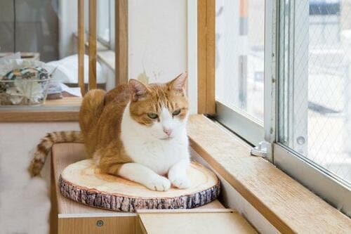 セリア「シートクッション 切り株」2