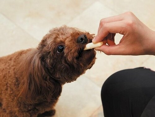 サラッとしていて手がベタつかない 犬用おやつおすすめ イメージ2