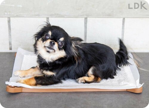 柔らかいから犬が嫌がりにくい 犬用トイレトレーおすすめ イメージ