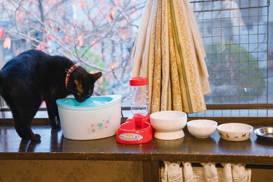 ネコ 飲みやすい 飼い主 掃除しやすい のはコレです 給水器比較8製品 360life サンロクマル