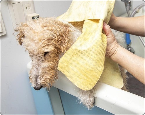 キホン4：十分な吸水後にドライング 犬用シャンプーおすすめ イメージ