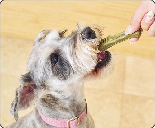 犬の歯磨きガムとは？ 与えるメリット 犬用歯磨きガムおすすめ イメージ