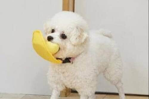 音を立てながら飛んでいくUFOにわんこが夢中！ 犬用おもちゃおすすめ イメージ