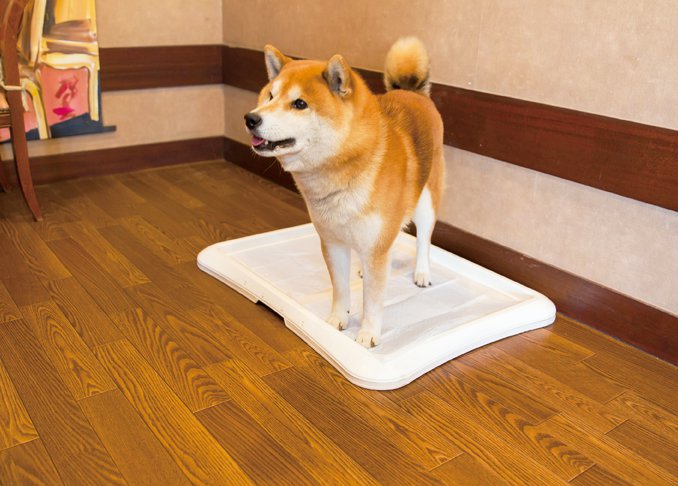 もうこぼれない 犬と警察犬訓練所長が一緒に選んだトイレシート Best8 360life サンロクマル