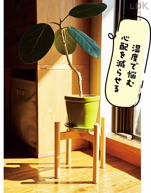 8：スタンドを活用して蒸れ防止 観葉植物おすすめ イメージ