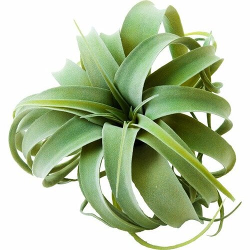 ニトリ:エアープランツ:29cm(JD14026)