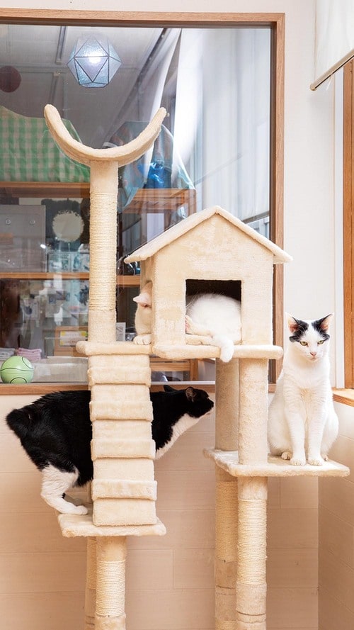 ハウスで爆睡するネコも! キャットタワーおすすめ イメージ