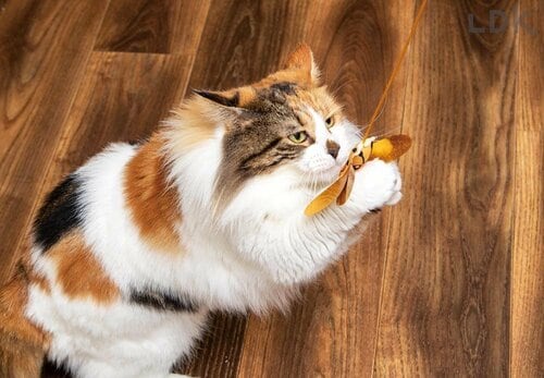 ネコじゃらしは操作性の高い製品がおすすめ 猫用おもちゃおすすめ イメージ