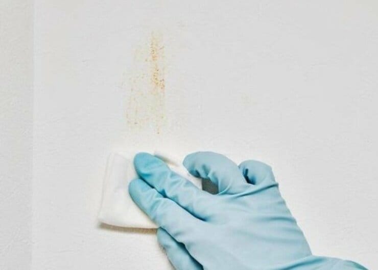 【台所掃除ワザ】壁の謎シミは「万能アルカリ性洗剤」で叩いて落とす｜『LDK』が紹介