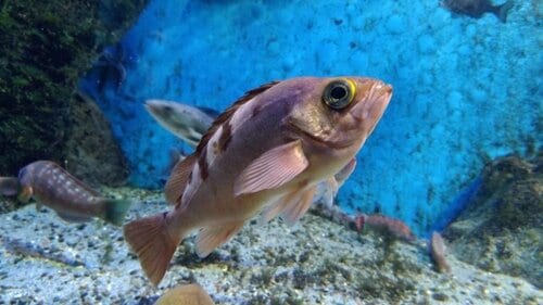 そもそもメバリングとは? メバリングルアーおすすめ イメージ