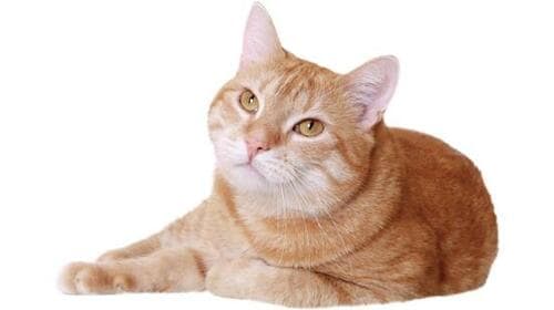 シニア猫用のフードでバランスのとれた製品が知りたい！ イメージ