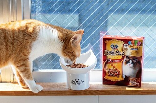 食べる喜びを味わえる 猫用ドライフードおすすめ イメージ2