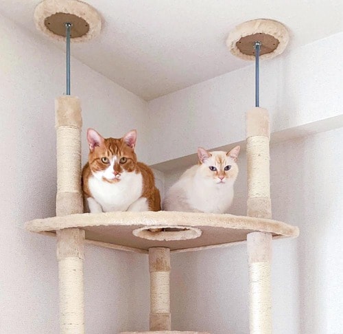 体勢を変えながら登る必要あり キャットタワーおすすめ イメージ