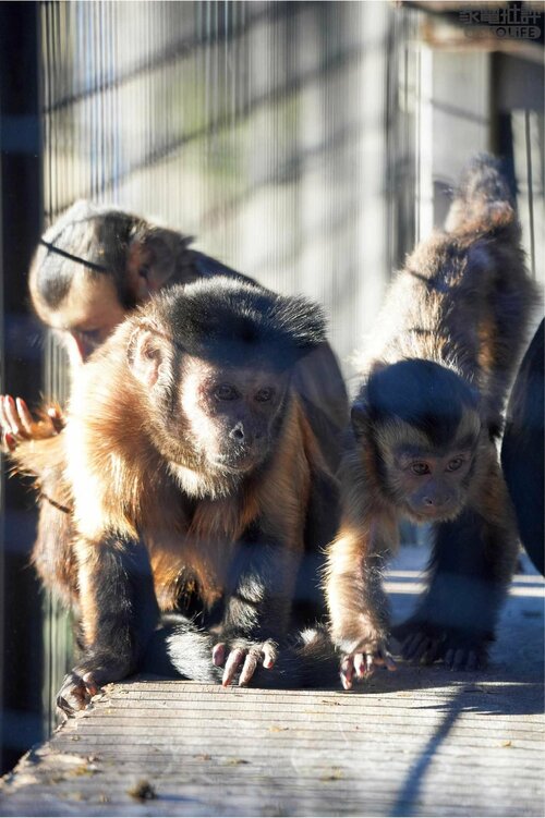 被写体の認識精度が大きく向上 フルサイズミラーレスカメラおすすめ イメージ