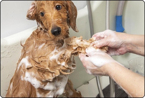 アミノ酸やセラミドといった保湿重視の成分入り 犬用シャンプーおすすめ イメージ