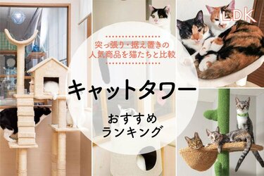 2024年】キャットタワーのおすすめランキング10選。LDKが猫と一緒に人気商品を徹底比較