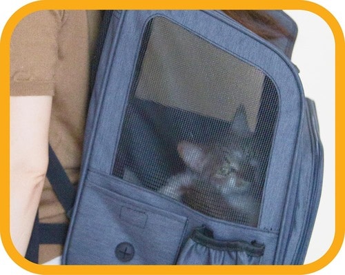 両サイドがメッシュになっている 猫用キャリーバッグおすすめ イメージ