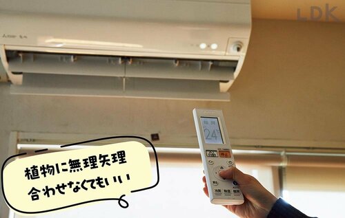 6：1日の温度差に注意 観葉植物おすすめ イメージ