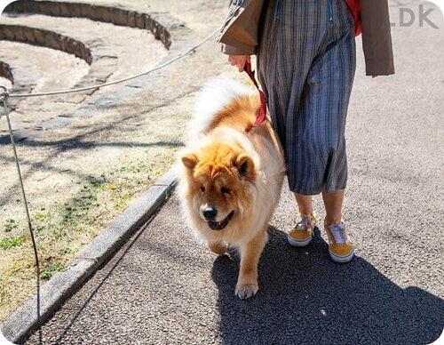大型犬用リードは安全性もチェック 犬用リードおすすめ イメージ