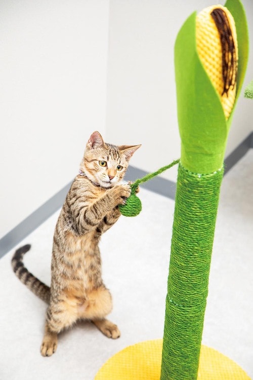 選び方4:猫が喜ぶ機能もチェック 猫用爪とぎおすすめ イメージ