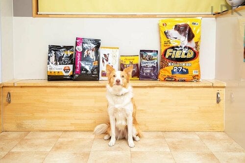 中型犬用フード ドッグフードおすすめ イメージ