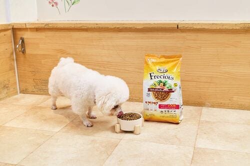 子犬の健全な成長を支えるドライフード、どれを選べばいい？ 子犬用ドッグフードおすすめ イメージ