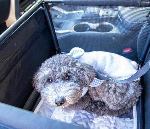 丸まってくつろげるからストレスが少ない 犬用ドライブボックスおすすめ イメージ
