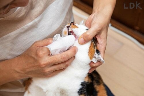 猫用歯磨きシートとは？ 猫用歯磨きシートおすすめ イメージ