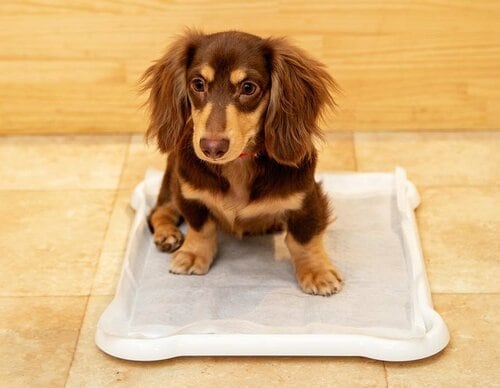 穴はできるものの穴は広がりにくい 犬用ペットシーツおすすめ イメージ2