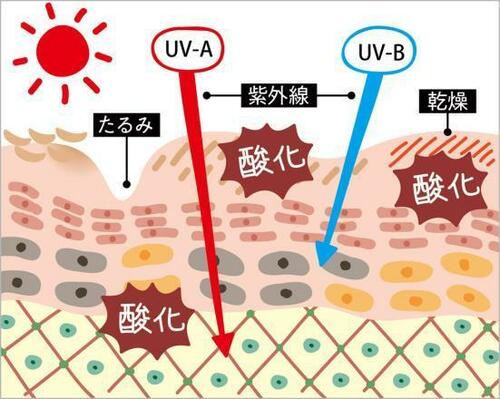 おまけ:SPFとPAってなに? 数値が高い方がいいの?