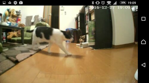 (高いけど)問答無用のベスト! エサやり見守り声かけOKです! イメージ2