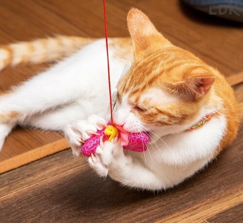 おもちゃタイプ 猫用歯磨きシートおすすめ イメージ