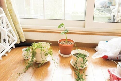 グリーンは床に置かずカラーボックスに乗せて