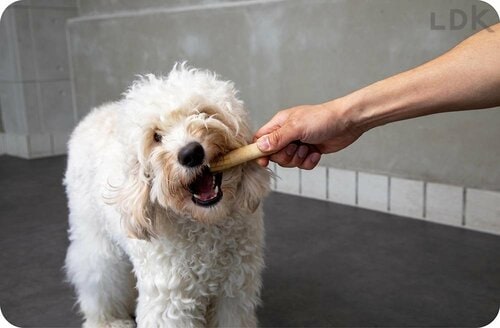 テスト1：食いつき 犬用歯磨きガムおすすめ イメージ