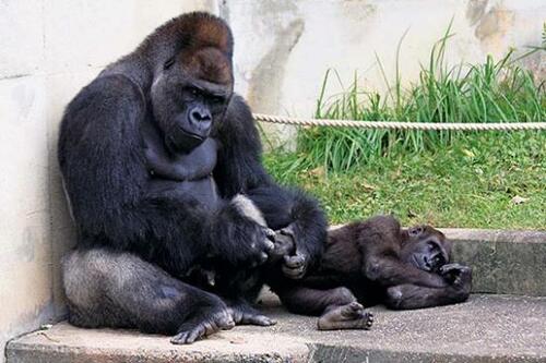 あのイケメンゴリラに会える! 「名古屋市東山動植物園」