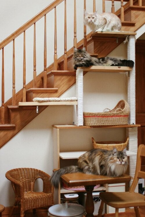 【Q1】狭い家ってネコにはストレスになる？ イメージ