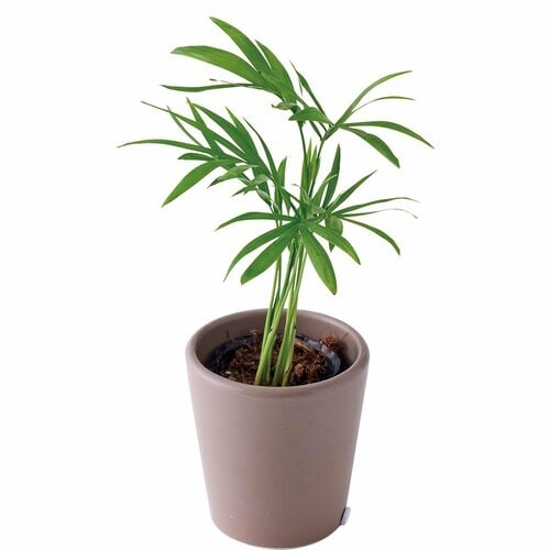 3COINS「3号観葉植物 テーブルヤシ」