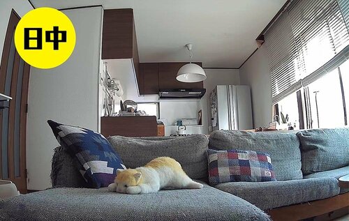 ネコのそばまで移動させておやつや遊びを提供できる！ ペットカメラおすすめ イメージ2