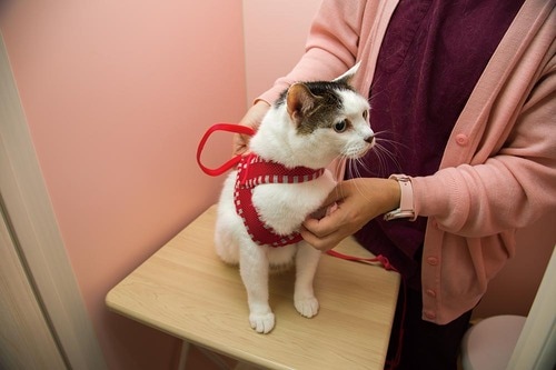 ペティオ「Any cat ハーネス」 猫用ハーネスおすすめ イメージ2