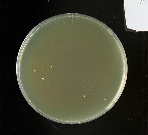 【A評価】まんべんなく効果アリ ! ファミリーフレッシュ イメージ