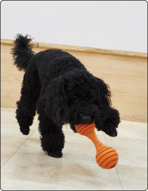 くわえやすいサイズだから犬の運動量が増えやすい 犬用おもちゃおすすめ イメージ