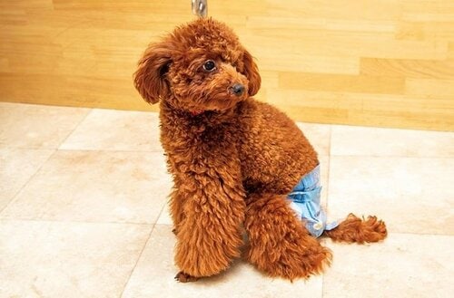 使い勝手が良くお出かけ時に大活躍 犬用おむつおすすめ イメージ2
