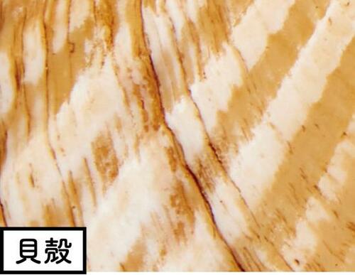 独自成分を高配合したライン アパガード「プレミオ(医薬部外品)」
