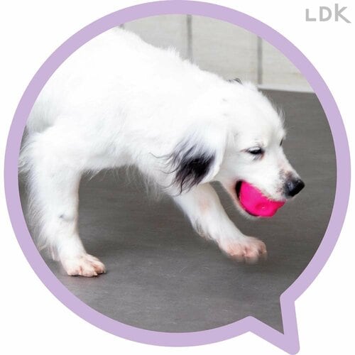 溝にやや汚れが溜まりやすい 犬用おもちゃおすすめ イメージ