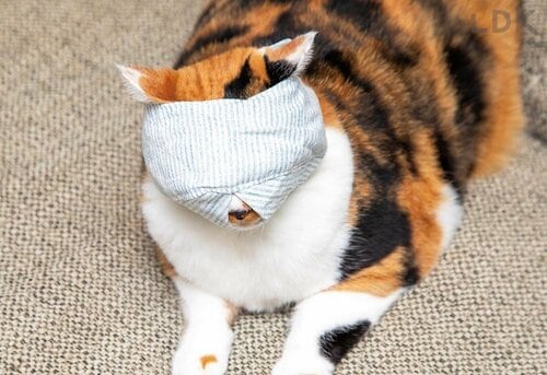 スムーズにツメ切りができるマジックアイテム！ 猫用爪切り補助具おすすめ イメージ3