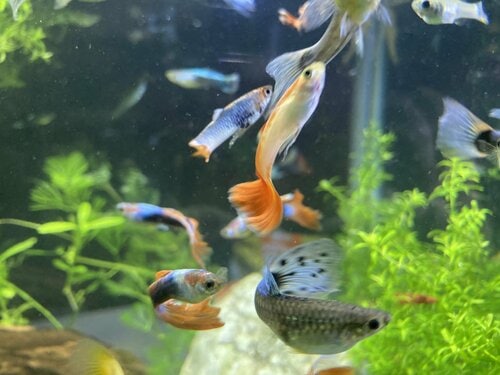 虫や魚を飼っている人は注意！ ワンプッシュ蚊取りおすすめ イメージ