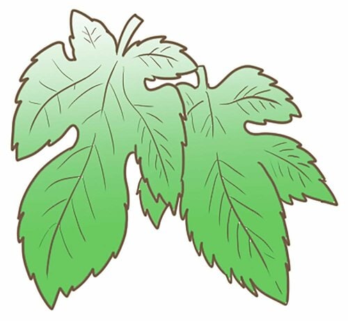 桑の葉 青汁おすすめ イメージ